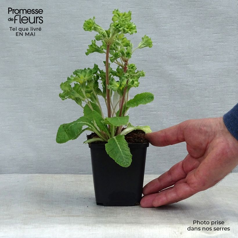 Primula vulgaris Francesca - English Primrose 8/9 cm pot sample as delivered in spring