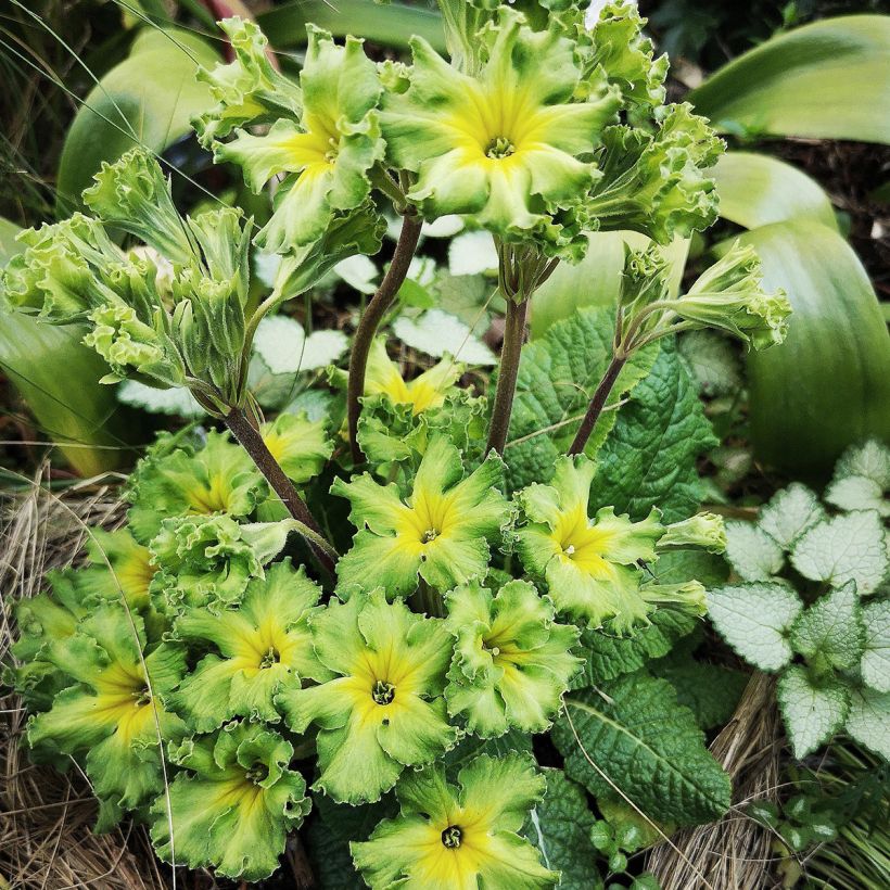 Primula vulgaris Francesca - English Primrose (Plant habit)