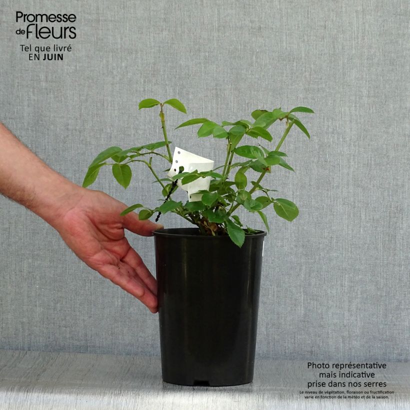 Rosa x floribunda 'Princesse de Galles' - Hybrid Tea Rose  3L/4L pot sample as delivered in summer