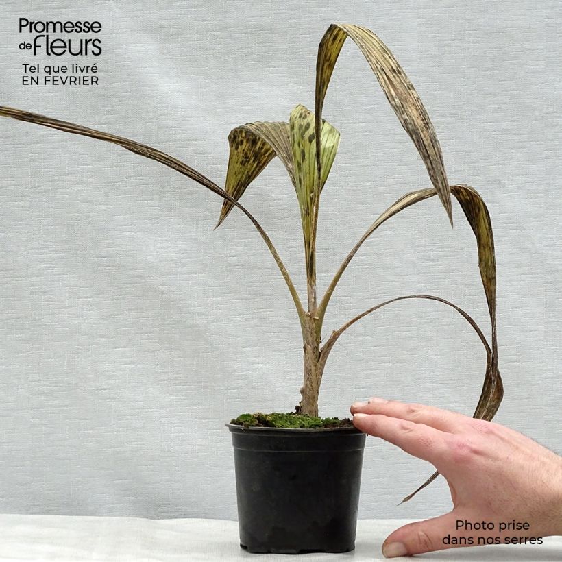 Pritchardia pacifica - Fiji Fan Palm 12cm pot sample as delivered in winter