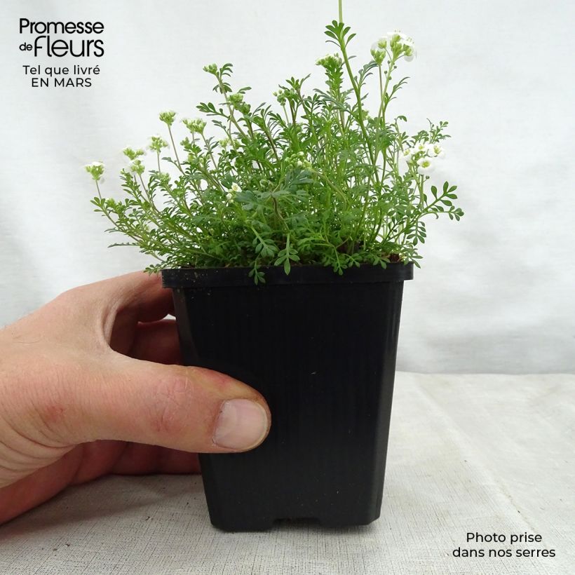 Hornungia (Pritzelago) alpina  8/9 cm pot sample as delivered in spring