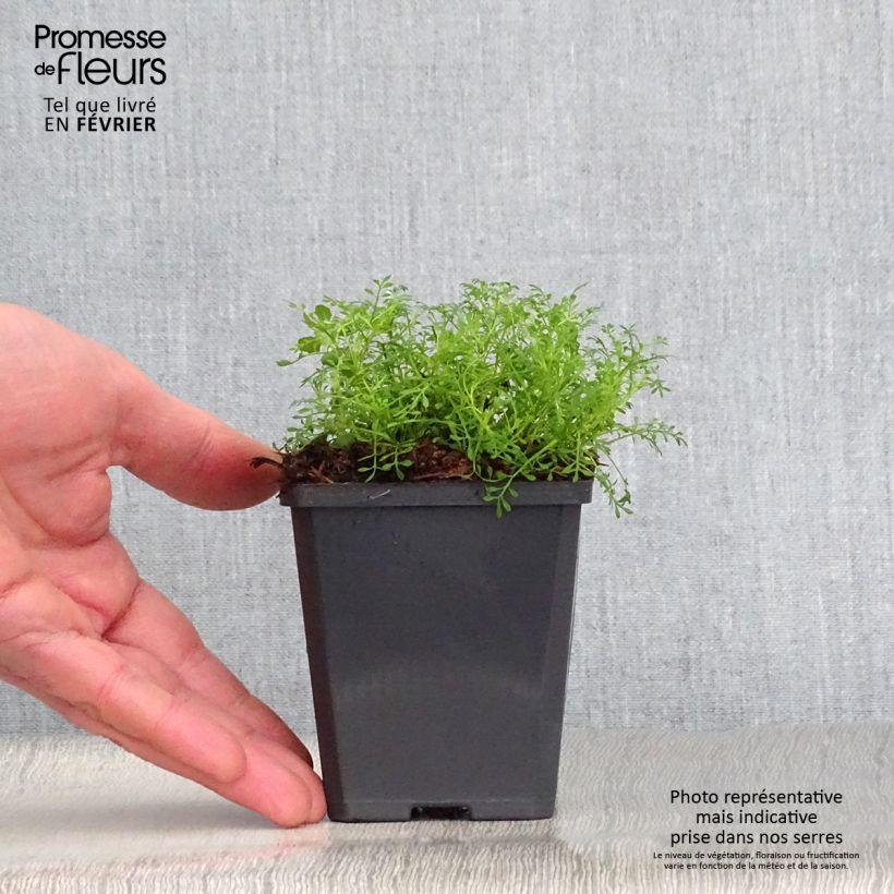 Hornungia (Pritzelago) alpina  8/9 cm pot sample as delivered in winter