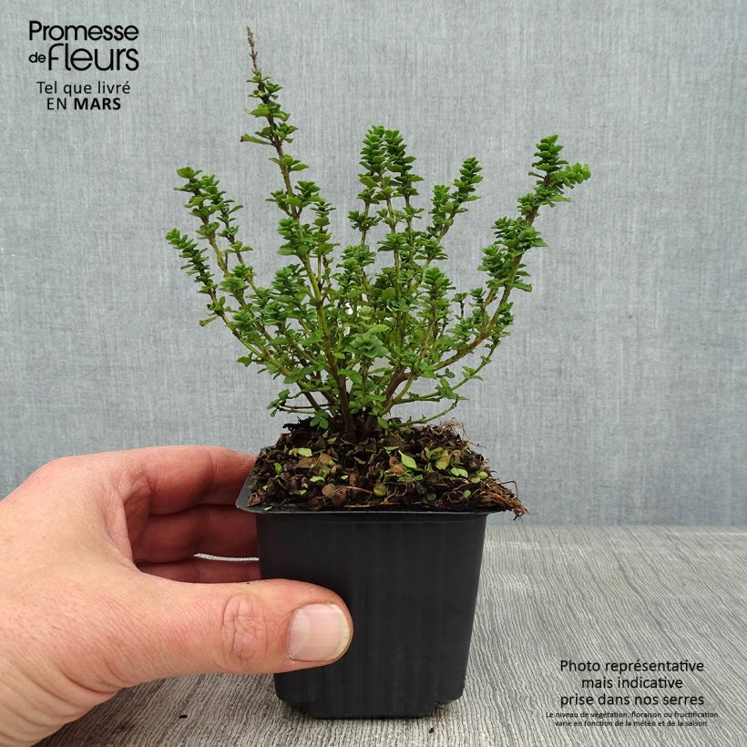 Prostanthera cuneata - Mint Bush 8/9 cm pot sample as delivered in winter