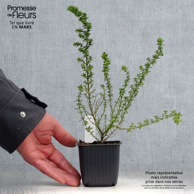 Prostanthera cuneata - Mint Bush 8/9 cm pot sample as delivered in spring