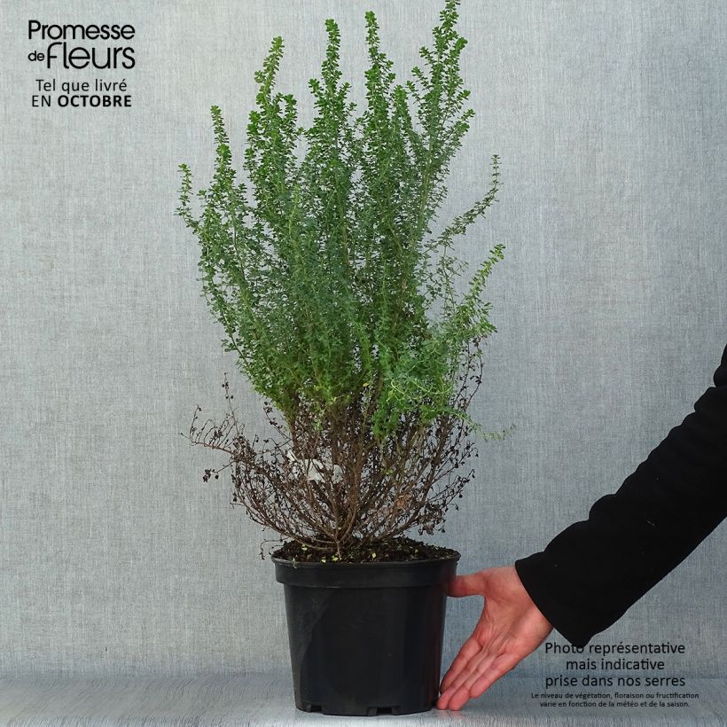 Prostanthera cuneata - Mint Bush 2L/3L pot sample as delivered in autumn