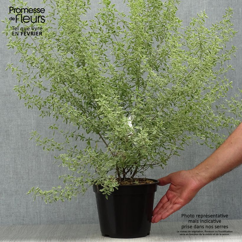 Prostanthera ovalifolia Variegata - Mint Bush 4L/5L pot sample as delivered in autumn