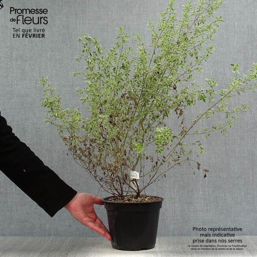 Prostanthera ovalifolia Variegata - Mint Bush 4L/5L pot sample as delivered in winter