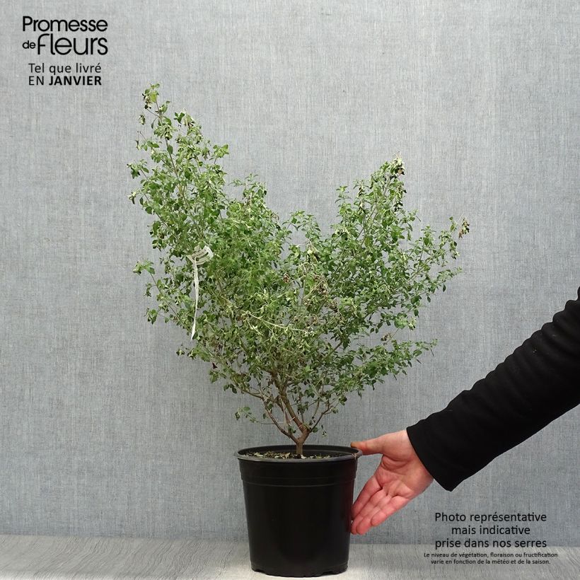 Prostanthera rotundifolia - Mint Bush 4L/5L pot sample as delivered in winter