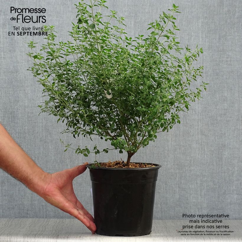 Prostanthera rotundifolia - Mint Bush 4L/5L pot sample as delivered in autumn