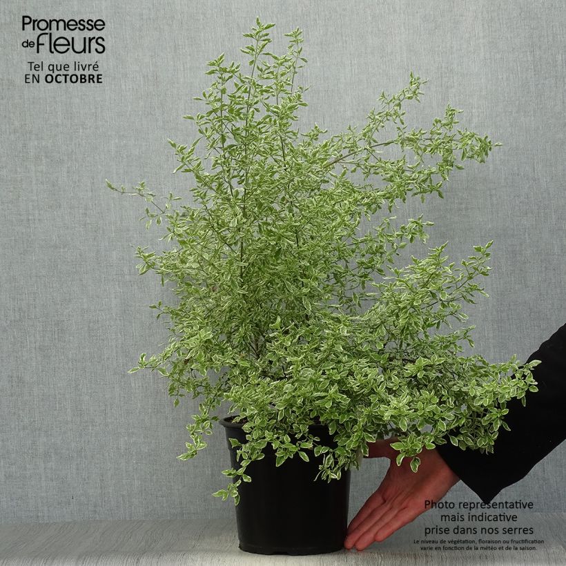Prostanthera rotundifolia Variegata 4L/5L pot sample as delivered in autumn