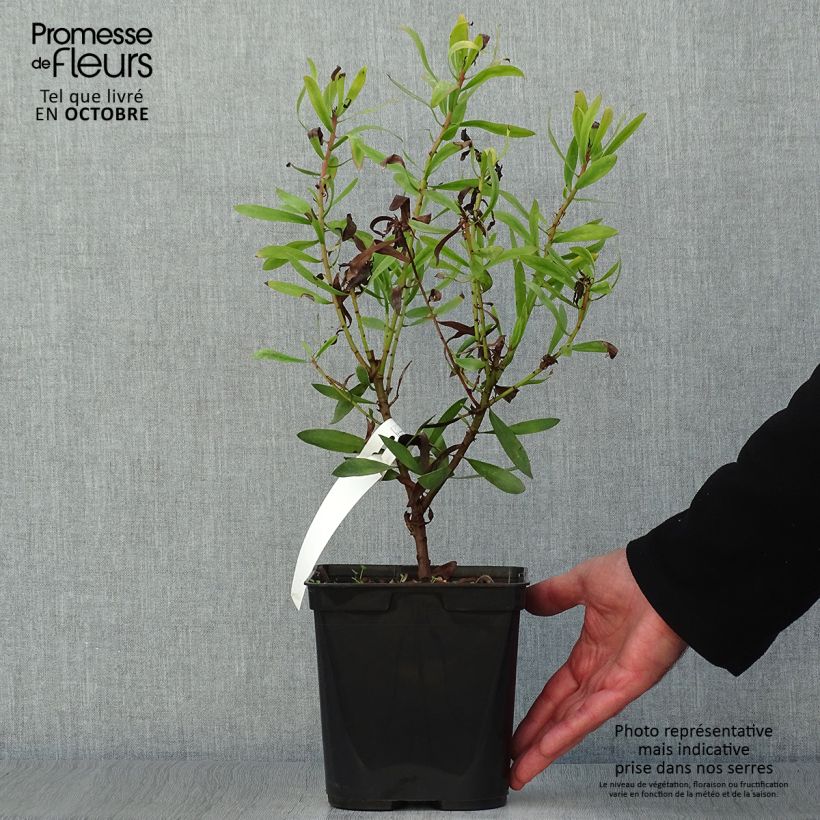 Protea Clarks Red 4L/5L pot sample as delivered in autumn