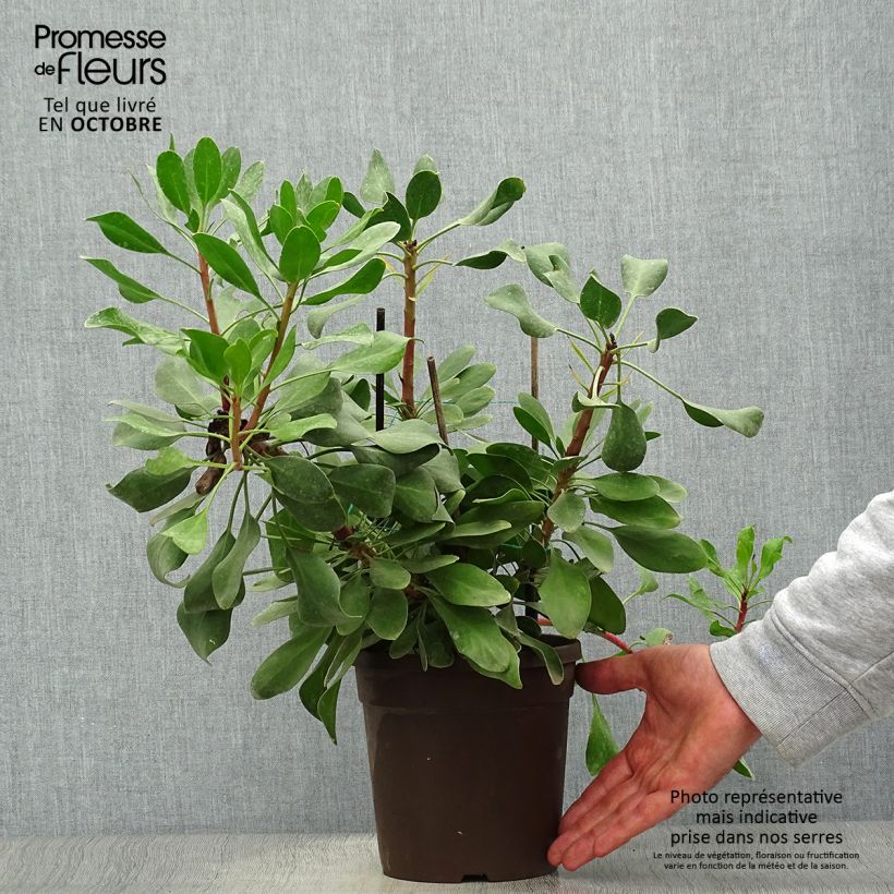 Protea cynaroides Little Prince 2L/3L pot sample as delivered in autumn
