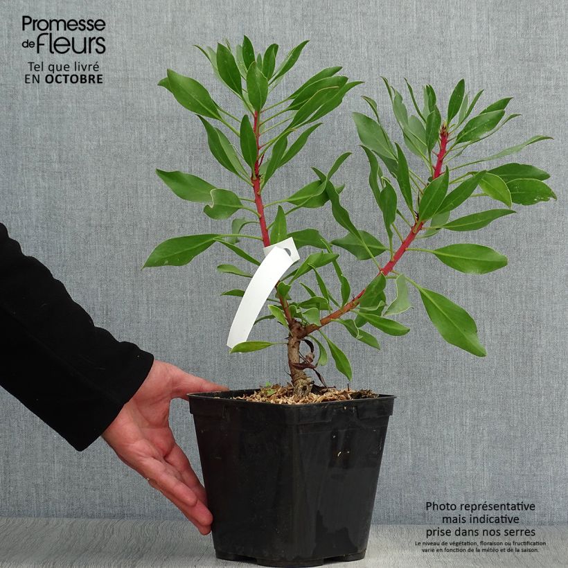 Protea Pink Crown 4L/5L pot sample as delivered in autumn