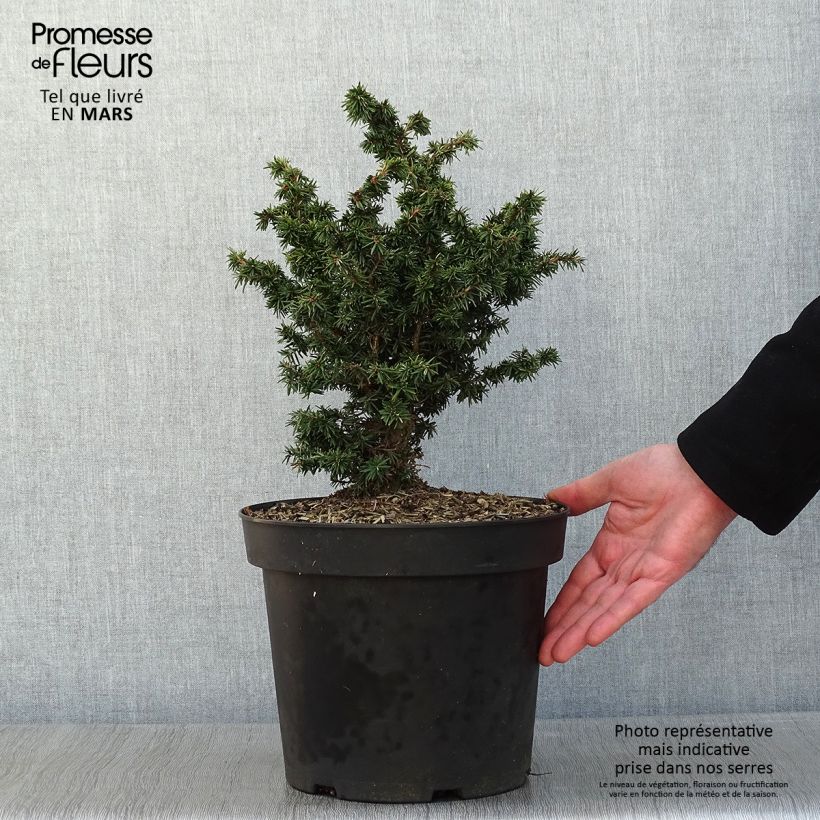 Tsuga canadensis Jervis - Eastern Hemlock 7.5L/10L pot sample as delivered in winter