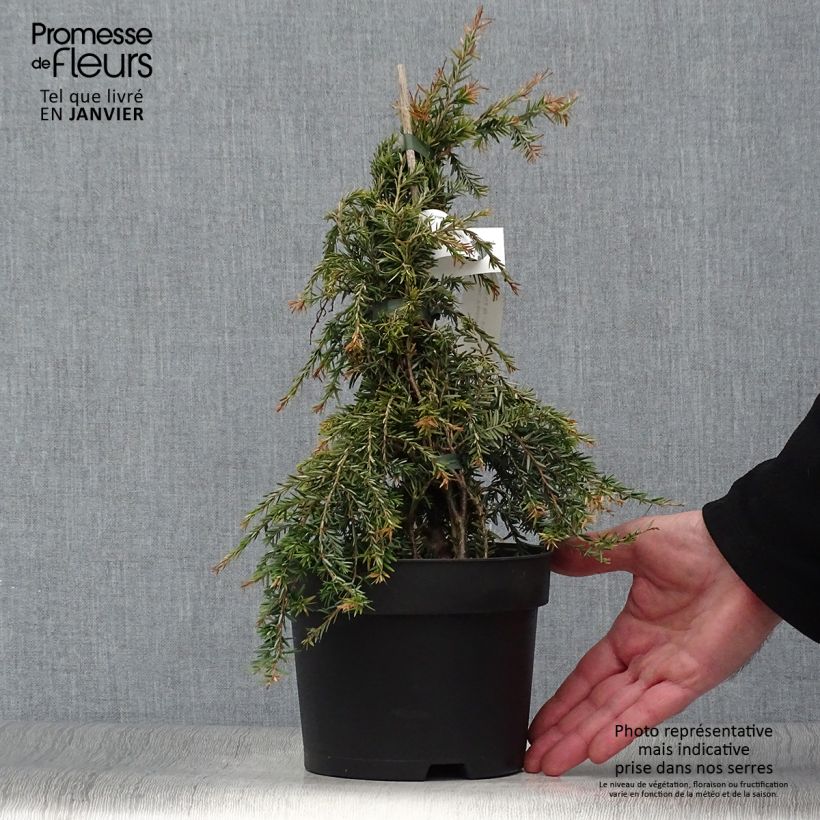 Tsuga canadensis Pendula - Eastern Hemlock 2L/3L pot sample as delivered in winter