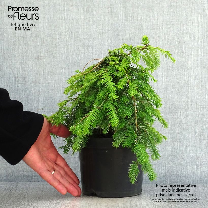 Tsuga canadensis Pendula - Eastern Hemlock 2L/3L pot sample as delivered in spring