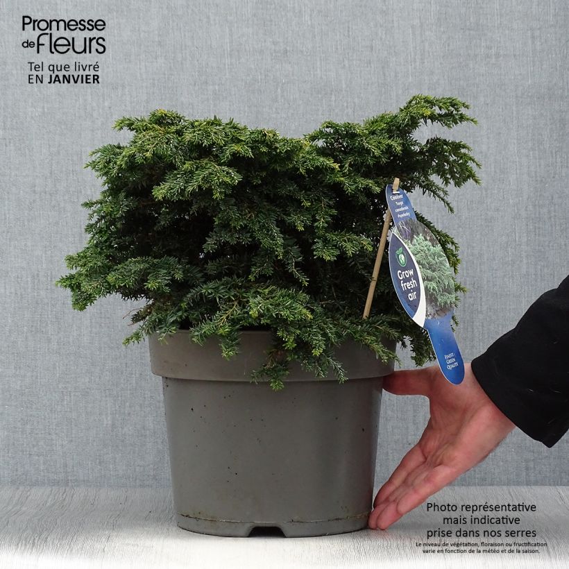 Tsuga canadensis Popeleski - Eastern Hemlock 7.5L/10L pot sample as delivered in winter