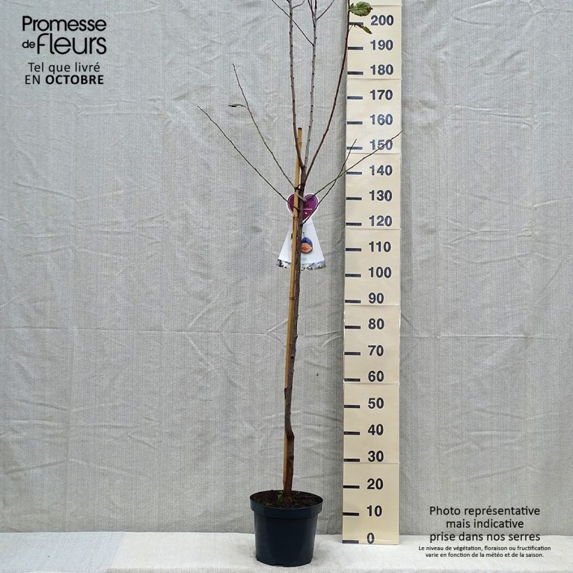 Prunus domestica Hauszwetsche - Common plum 7.5L/10L pot, Half standard sample as delivered in autumn