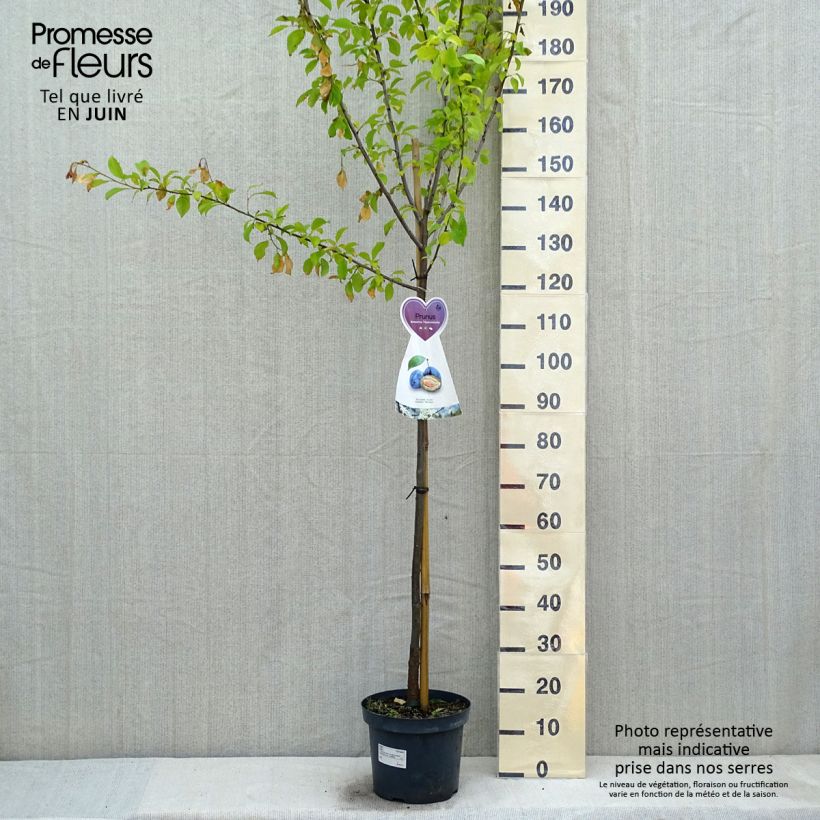 Prunus domestica Hauszwetsche - Common plum 7.5L/10L pot, Half standard sample as delivered in spring