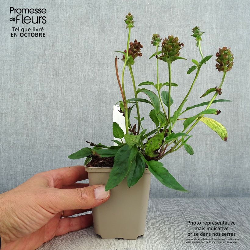 Prunella grandiflora Altenberg Rosa - Self-heal 8/9 cm pot sample as delivered in autumn