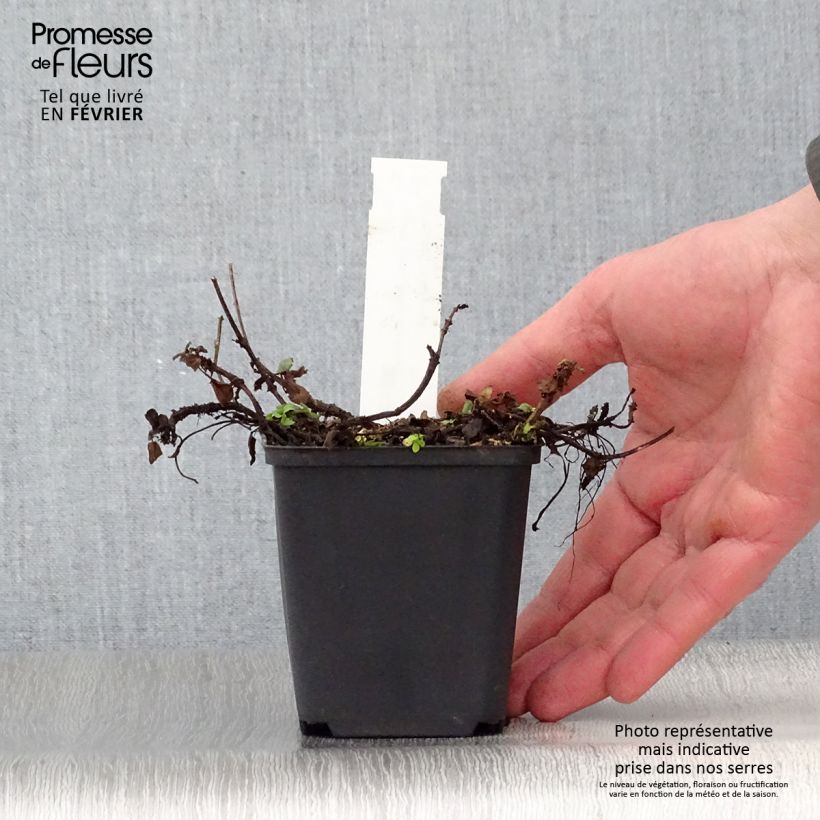 Prunella grandiflora Altenberg Rosa - Self-heal 8/9 cm pot sample as delivered in winter