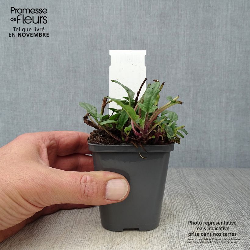 Prunella grandiflora Bella Deep Rose - Self-heal 7/8 cm pot sample as delivered in autumn