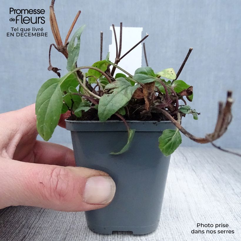 Prunella grandiflora Bella Deep Rose - Self-heal 7/8 cm pot sample as delivered in winter