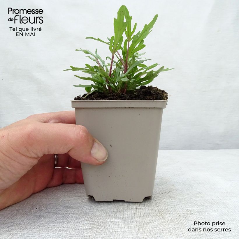 Prunella grandiflora Pink Loveliness - Self-heal 8/9 cm pot sample as delivered in spring