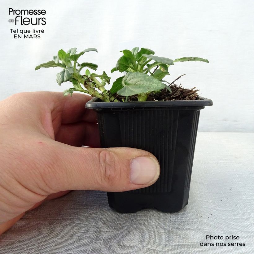 Prunella grandiflora White Loveliness 8/9 cm pot sample as delivered in spring