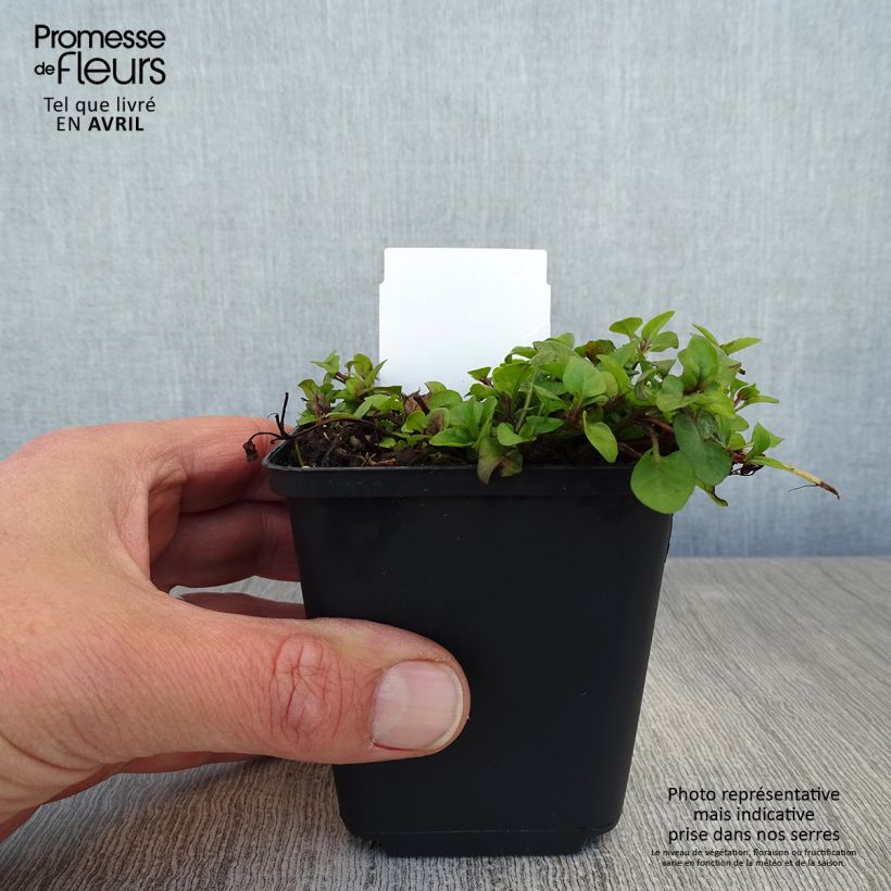 Prunella vulgaris - Self-heal 8/9 cm pot sample as delivered in spring