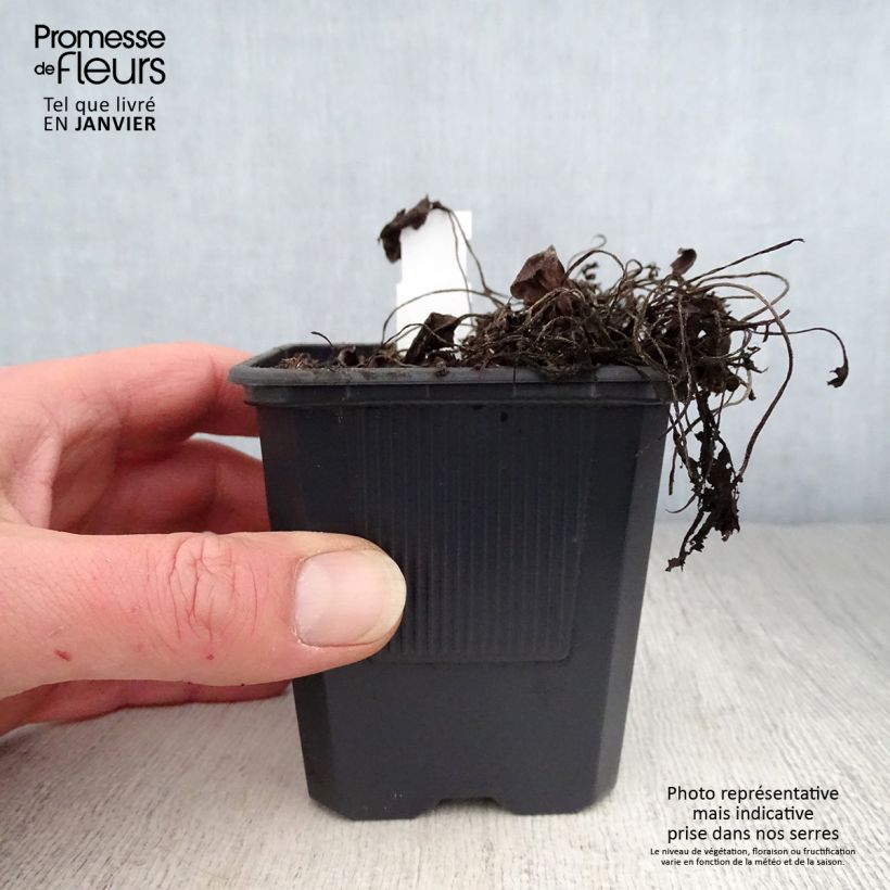 Prunella webbiana Rosea - Self-heal 8/9 cm pot sample as delivered in winter