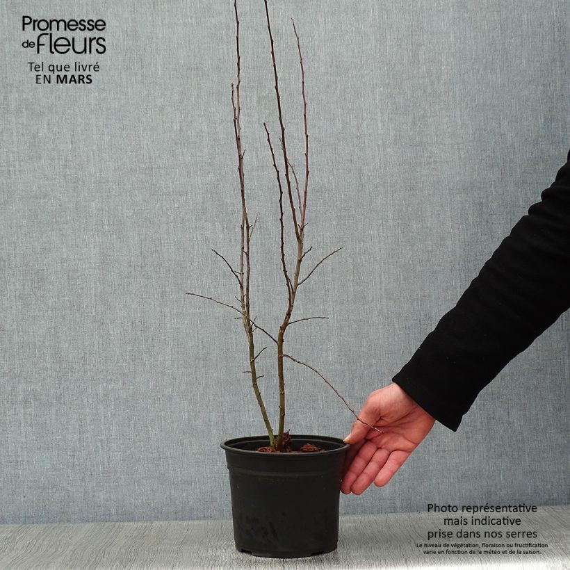 Prunus spinosa - Blackthorn 2L/3L pot sample as delivered in winter