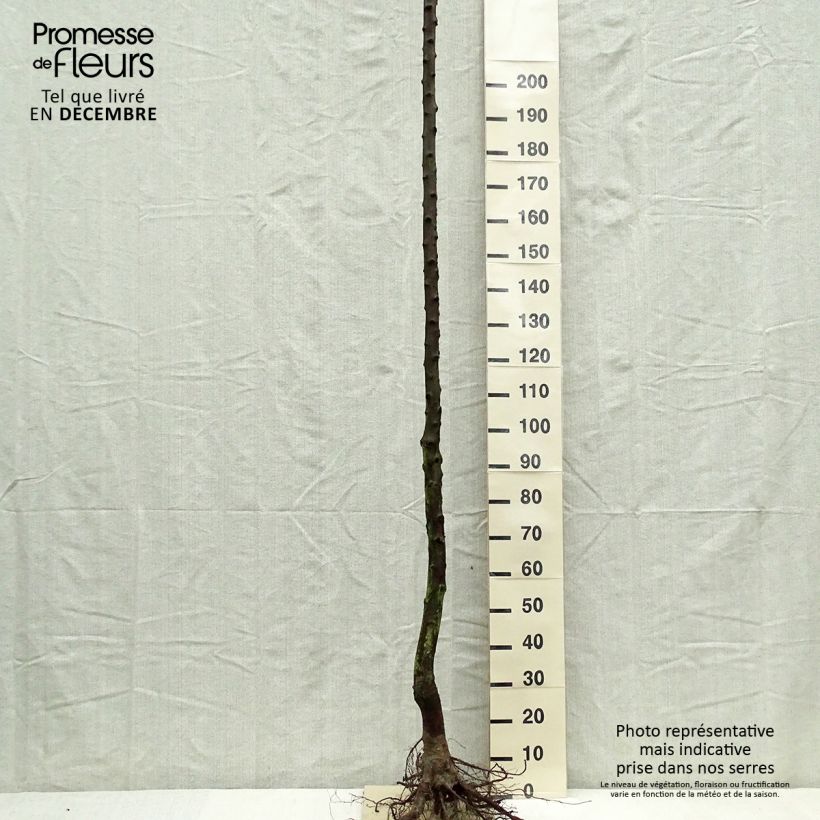 Prunus domestica Altesse Double - Common plum Bare root, Standard sample as delivered in winter