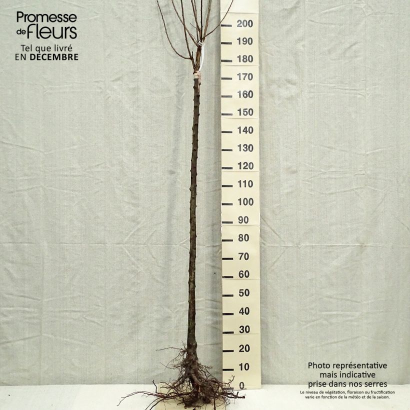 Prunus domestica Belle de Louvain - Common plum Bare root, Half standard sample as delivered in winter