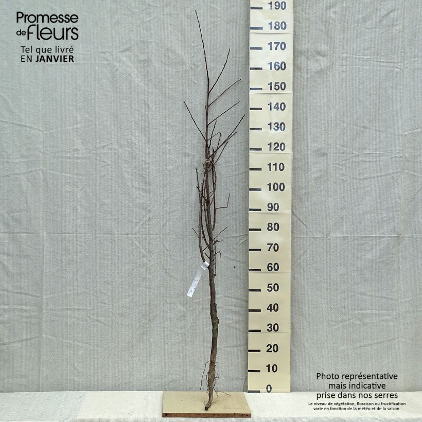 Prunus domestica Belle de Louvain - Common plum Bare root, Goblet sample as delivered in winter
