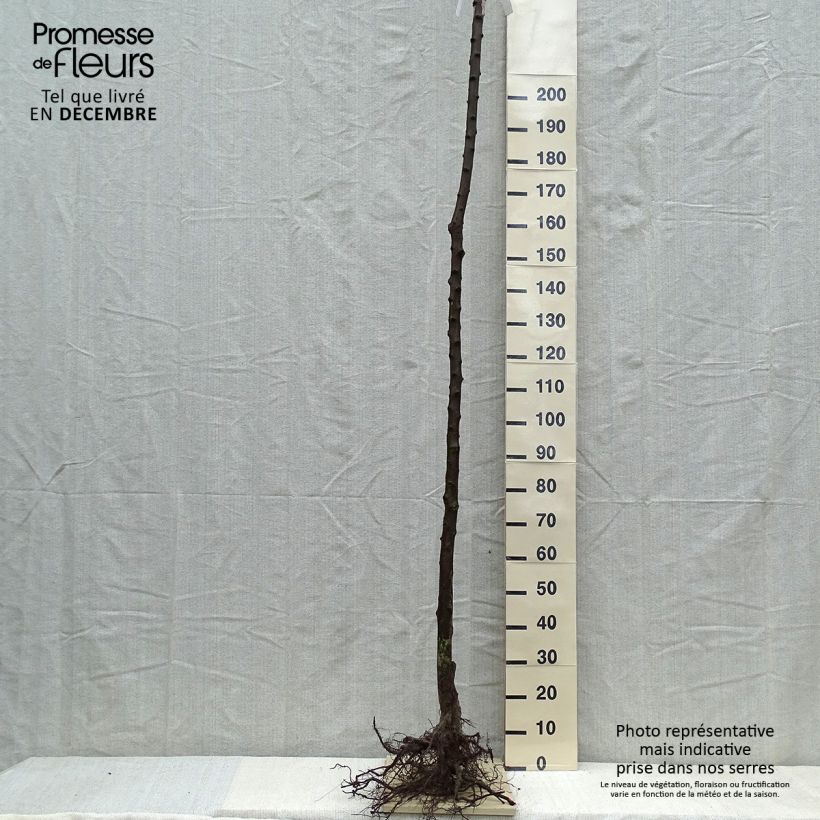 Prunus domestica Belle de Louvain - Common plum Bare root, Standard sample as delivered in winter
