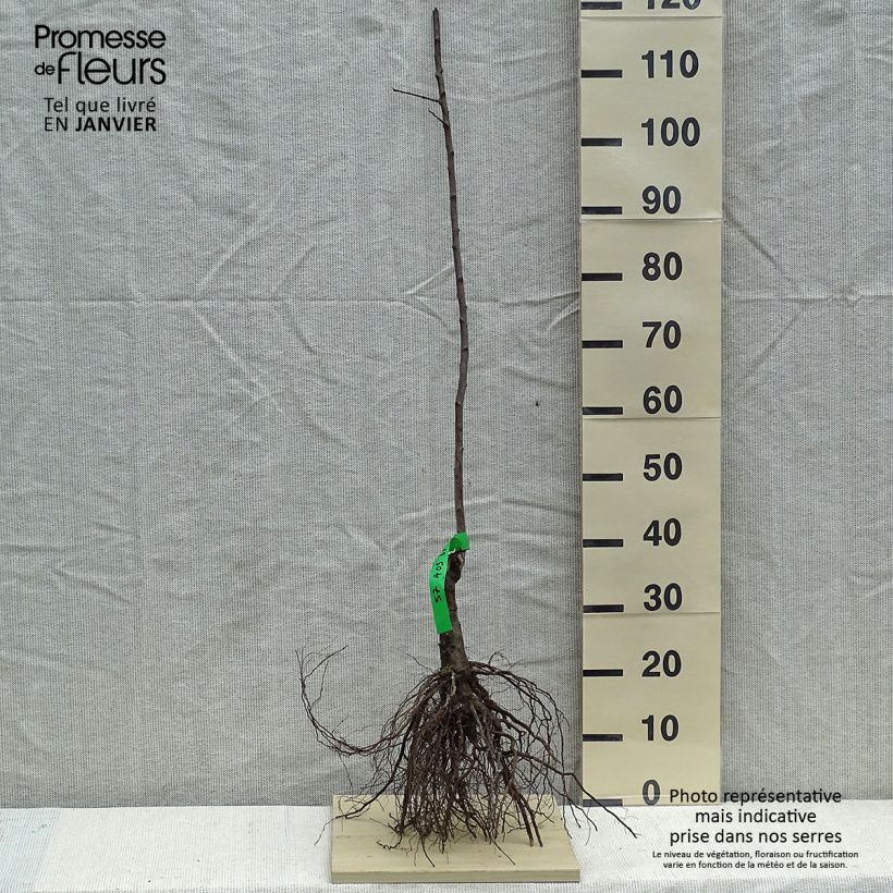 Prunus domestica Des Béjonnières - Common plum Bare root, Scion sample as delivered in winter