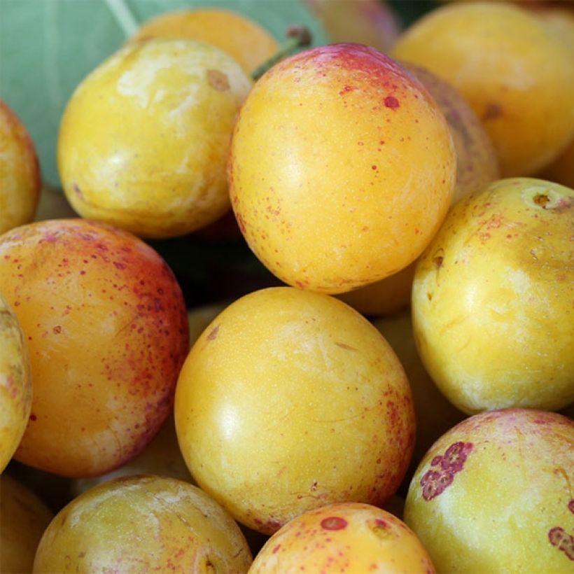 Prunus Mirabelle de Nancy Plum Tree (Harvest)