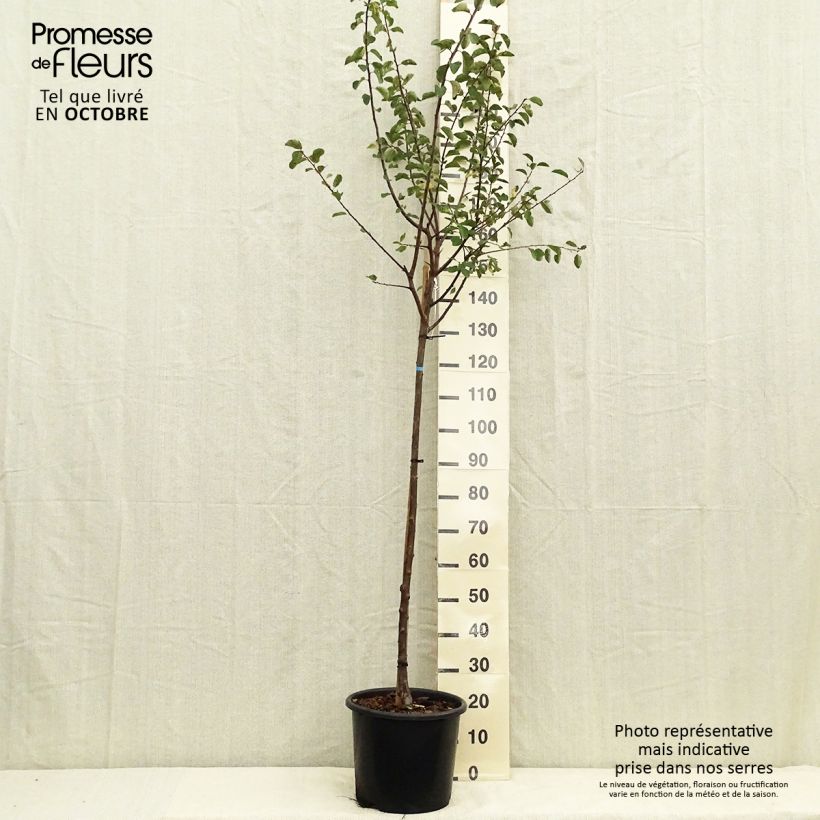 Prunus Mirabelle de Nancy Plum Tree 7.5L/10L pot, Half standard sample as delivered in autumn