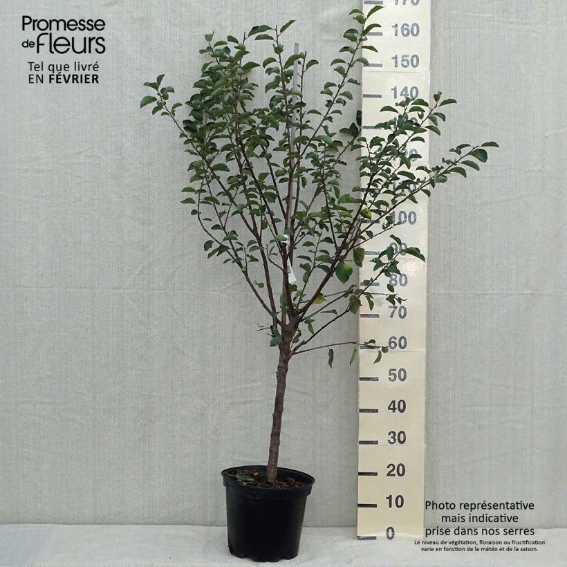 Prunus Mirabelle de Nancy Plum Tree 7.5L/10L pot, Goblet sample as delivered in autumn