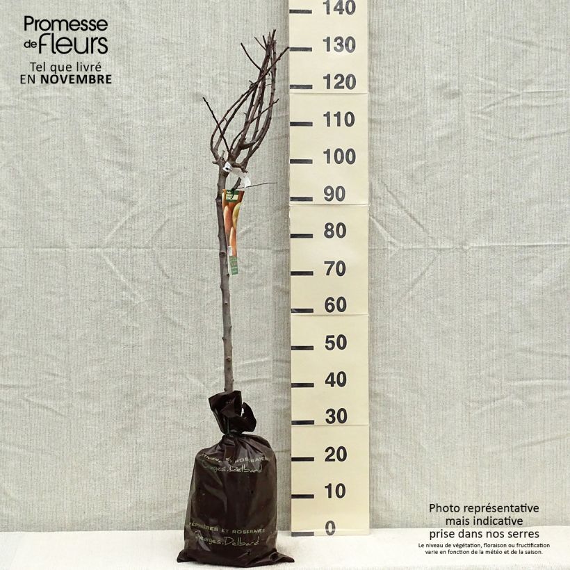 Prunus domestica Miraclaude - Common plum Ready-to-plant root ball, Goblet sample as delivered in autumn