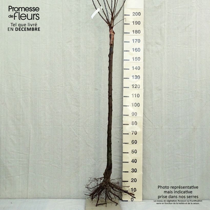 Prunus domestica Mr. Hâtif - Common plum Bare root, Half standard sample as delivered in winter