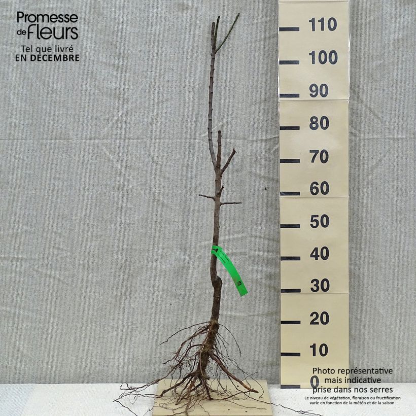 Prunus domestica Monsieur Jaune - Common plum Bare root, Scion sample as delivered in winter