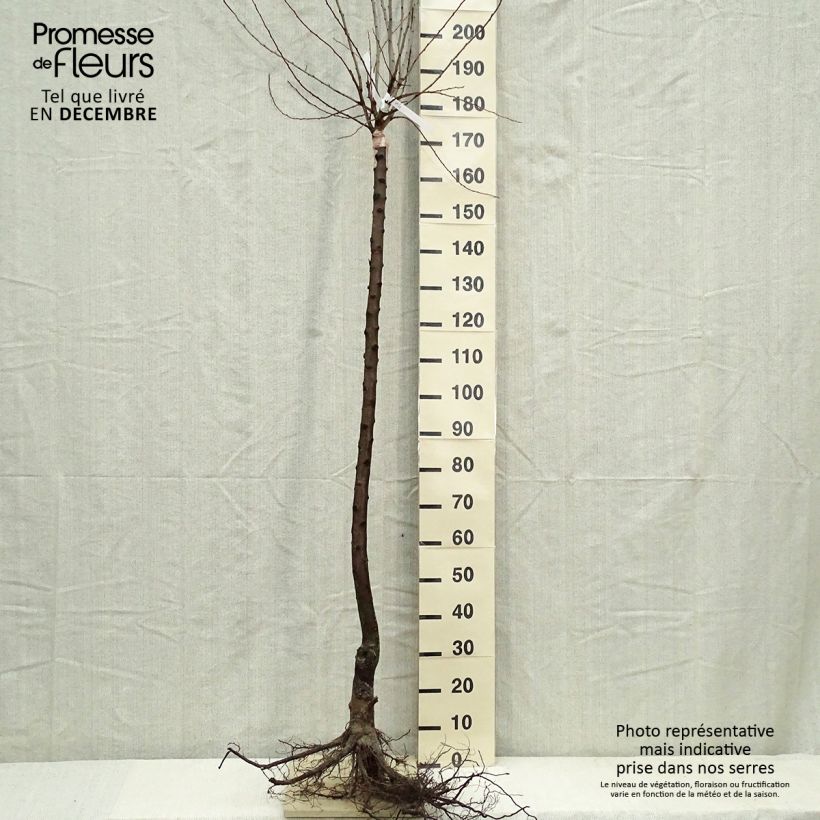 Prunus domestica Altesse Simple - Common plum Bare root, Half standard sample as delivered in winter