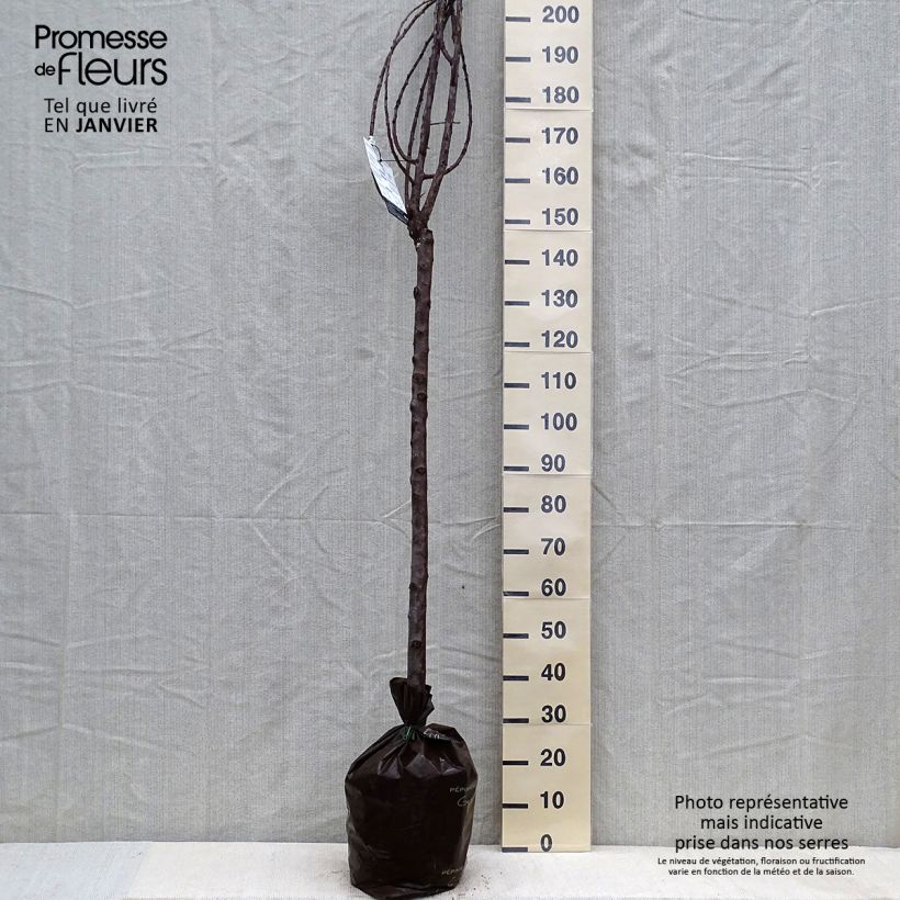 Prunus domestica Quetsche Blanche de Létricourt - Common plum Ready-to-plant root ball, Half standard sample as delivered in winter