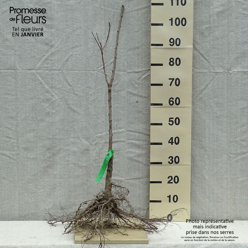 Prunus domestica Quetsche Blanche de Létricourt - Organic Common plum Bare root, Scion sample as delivered in winter