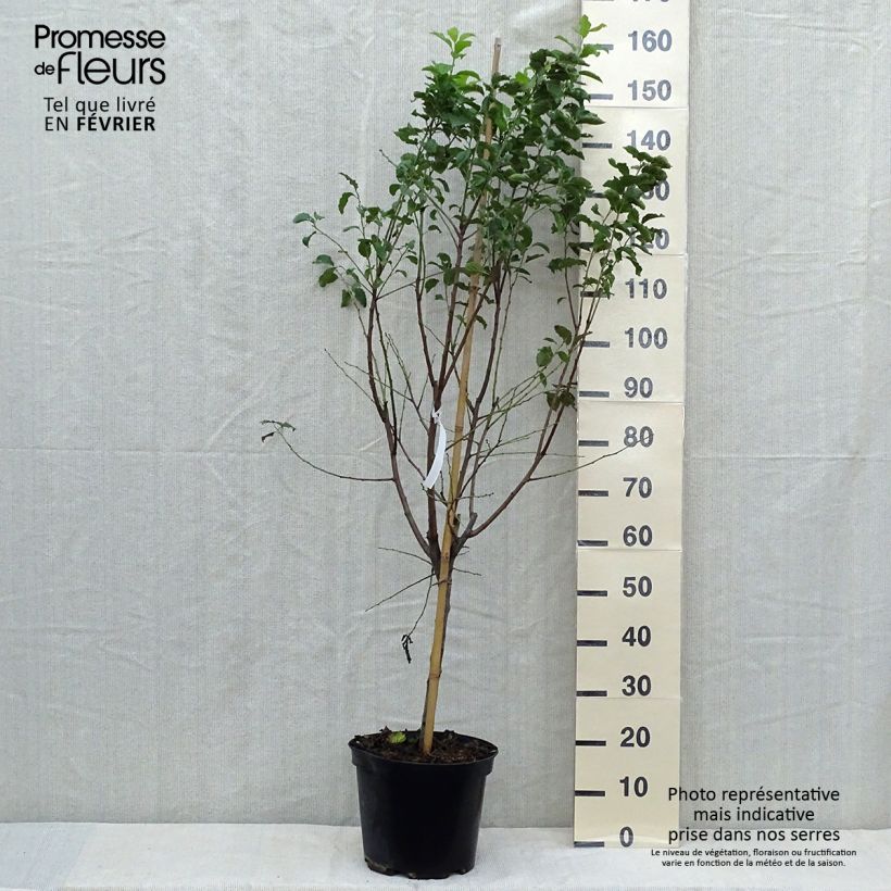 Prunus domestica Quetsche d'Alsace - Common plum 7.5L/10L pot, Goblet sample as delivered in autumn
