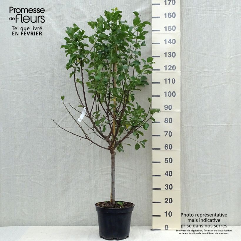 Prunus domestica Reine Claude Dorée - Common plum 7.5L/10L pot, Half standard sample as delivered in autumn