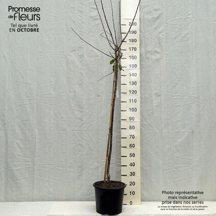 Prunus domestica Reine Claude de Bavay - Common plum 7.5L/10L pot, Half standard sample as delivered in autumn