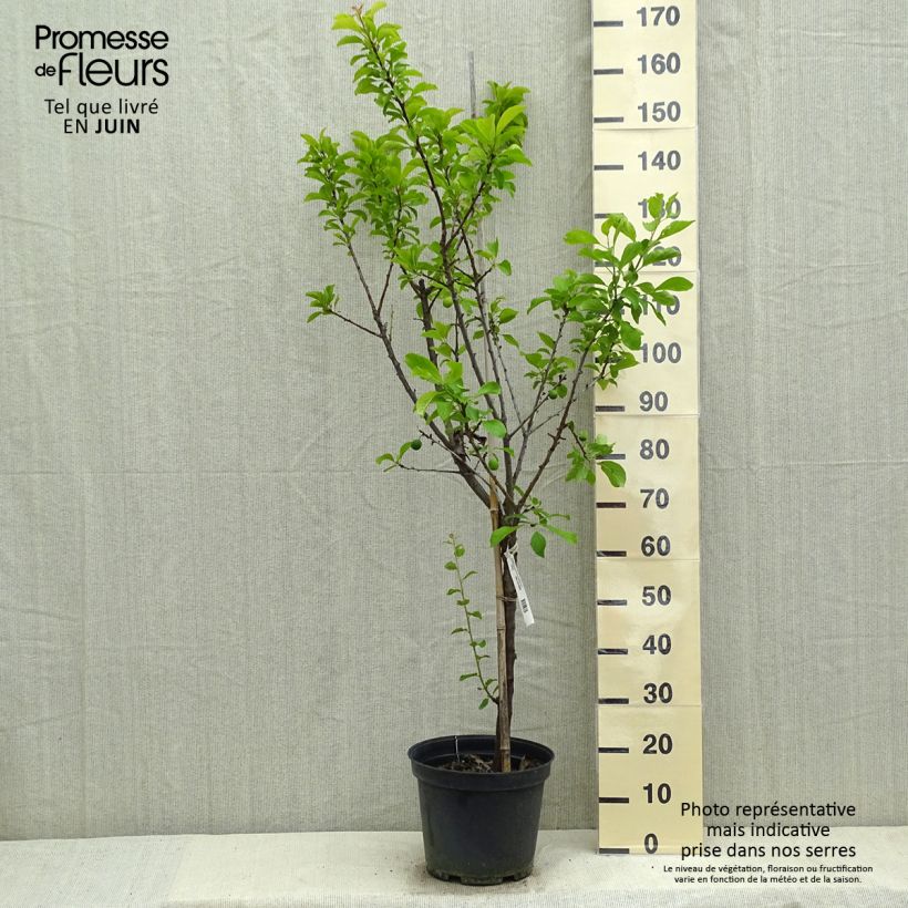 Prunus domestica Reine Claude de Chambourcy - Common plum 7.5L/10L pot, Goblet sample as delivered in spring